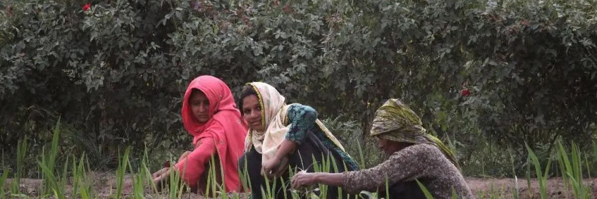 pakistan women farmers