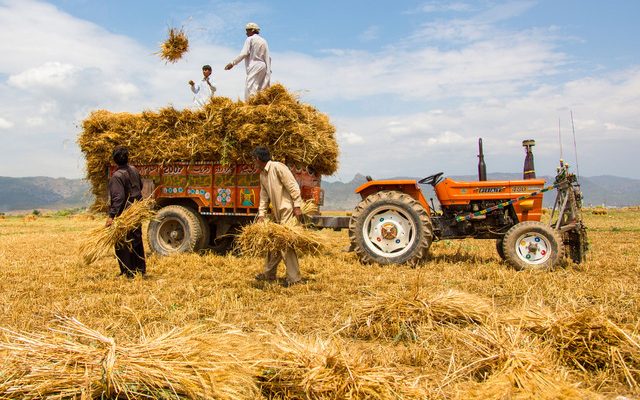 collapse in pakistans farm sector