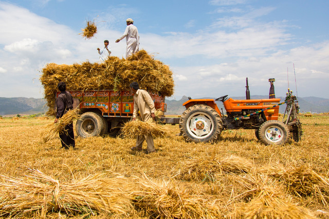 collapse in pakistans farm sector