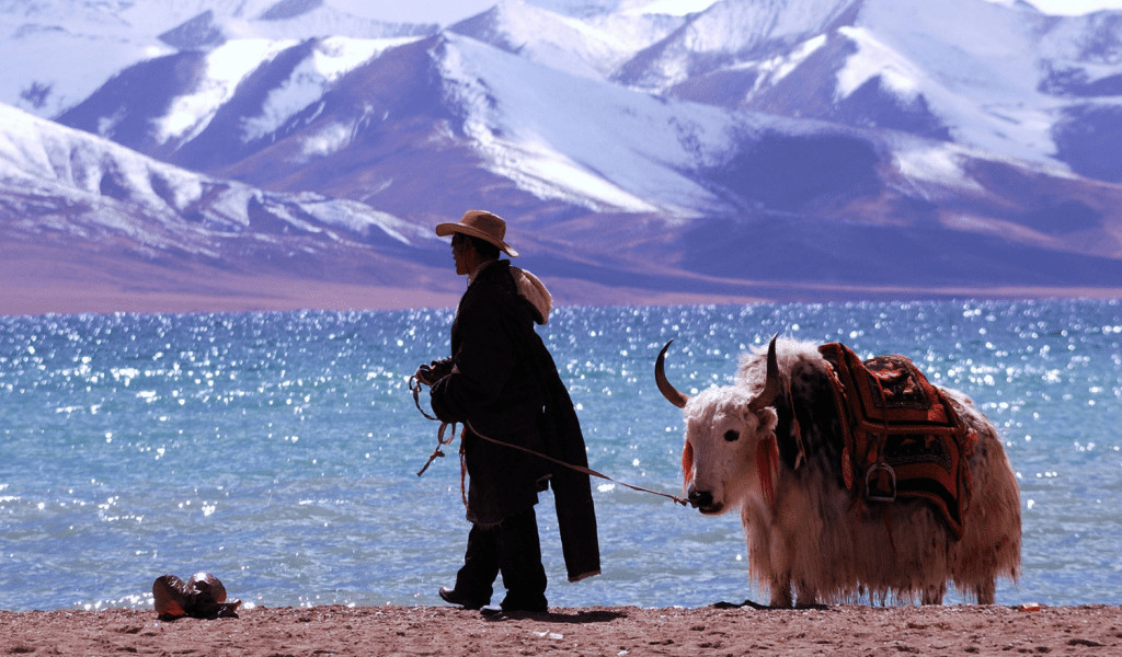 chinas sedenterization of tibetan nomads