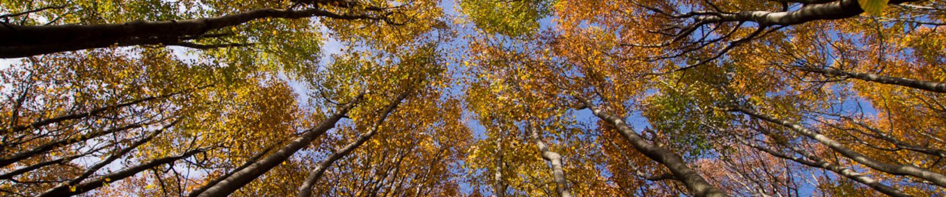 saving the forests, securing the planet