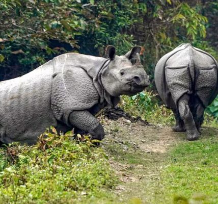 Nurturing Kaziranga’s eco-sensitivity