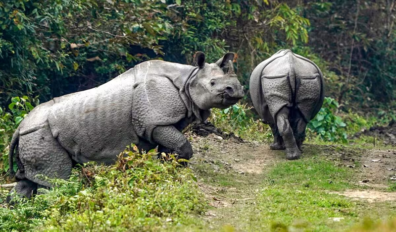 Nurturing Kaziranga’s eco-sensitivity